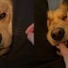Video Shows Golden Retriever Vicious Attack Turning Into Cute Kisses