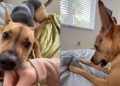 Video: Rescue Puppy Does This After Being Told His Favorite Movie Will Start Late