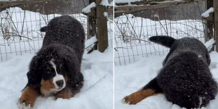 Video: Puppy Has Undeniable Love for Snowy Weather
