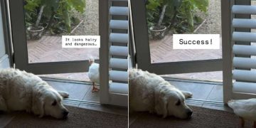 Video: Dog Doesn’t Move a Muscle as Ducks Enter the House