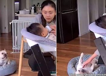 Video: Dog Notices Mom Is Feeding the Newborn & Then Does This