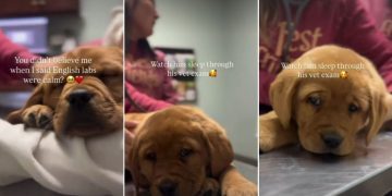 Video: Labrador Puppy Is Surprisingly Calm During Vet Visit
