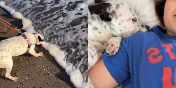 Video Shows the Life Rescue Dog Lives in Her Forever Home