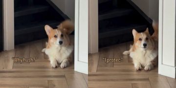 Video: Dog’s Reaction To Being Told Not To Bark Is Hilarious