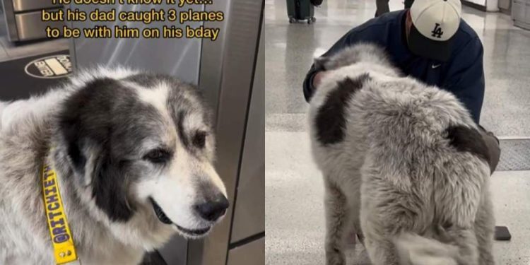 Video: Big Dog Runs to See Dad at the Airport