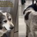 Video: Big Dog Runs to See Dad at the Airport