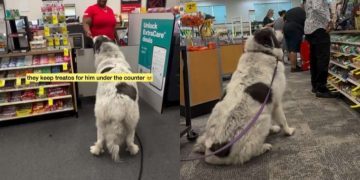 Video: Big Dog Has a Reason for Coming Back to CVS Pharmacy