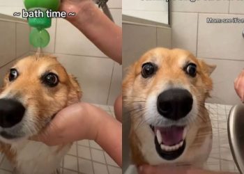 Video: Dog Isn’t Pleased About Change in Bath Location