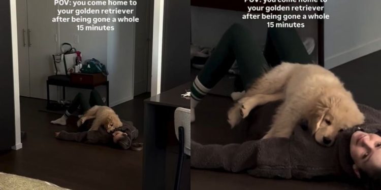 Golden Retriever Puppy Does This After Owner Disappears for 15 Minutes