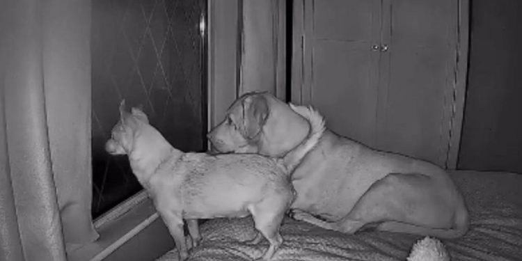 Camera Footage Shows Dogs Staying Up for Mom