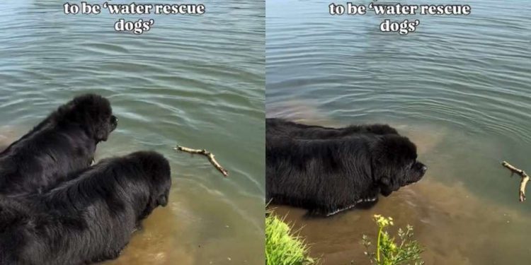 Video of 2 Dogs Figuring Out How to Catch a Floating Stick Will Brighten Your Feed