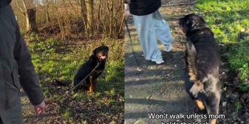 Video: Dog Just Won’t Let the ‘Spare Human’ To Walk Him