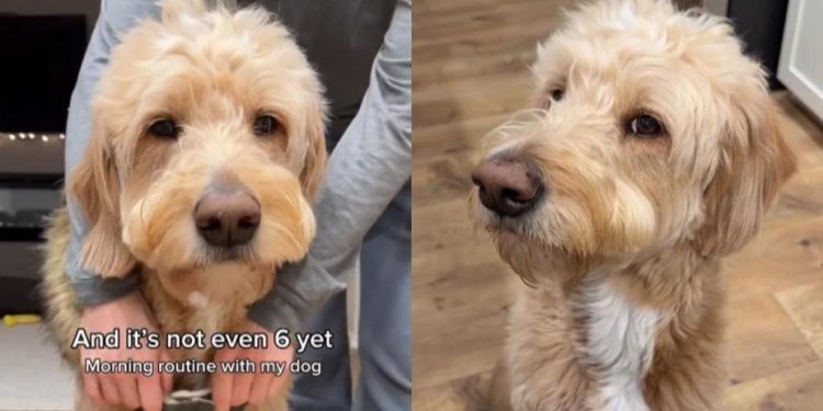 Video: Dog’s Morning Routine Ends With More Rest