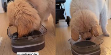 Video: Golden Retriever Puppy Tries to Overpower ‘Slow Drink Water Bowl’