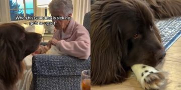 Video: Big Dog Gets Upset When Grandma Is Sick