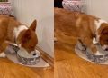 Dog Drinks From His Bowl, Then Does Something Unexpected