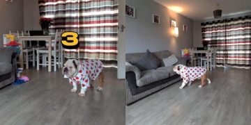 Video: Dog Gives Up Seconds Into Hide-and-Seek With Owner