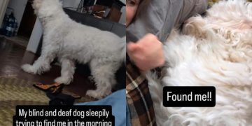 Blind & Deaf Dog Searches for Mom in the House by Doing This