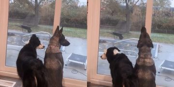 Video: Dogs Routinely Sit by the Window Mimicking Train Whistle