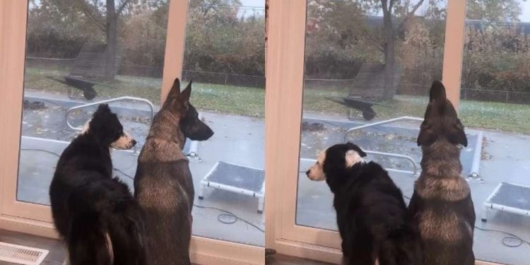 Video: Dogs Routinely Sit by the Window Mimicking Train Whistle