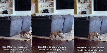 Video: Puppy Goes Viral for Landing a Perfect Somersault