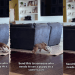 Video: Puppy Goes Viral for Landing a Perfect Somersault