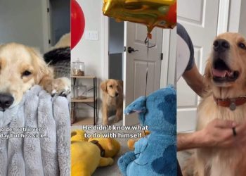 Video: Dog’s Reaction to Dad’s Birthday Surprise Is Precious