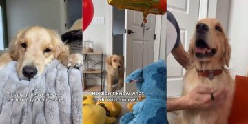 Video: Dog’s Reaction to Dad’s Birthday Surprise Is Precious