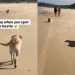 Video: Labrador Pauses Before Greeting Furry Friend at the Beach