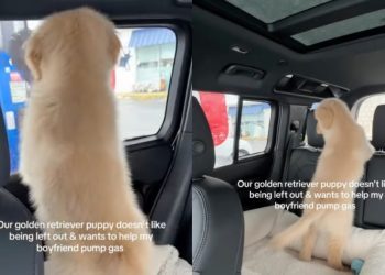 Golden Retriever Puppy Wants to Do What Dad’s Doing in Cute Video