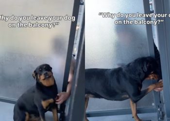 Video: Dog Only Goes to the Balcony for Neighbor’s Reaction