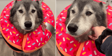 Video: Dog Is Very ‘Sad’ After Mom Lures Him Into Taking Pills