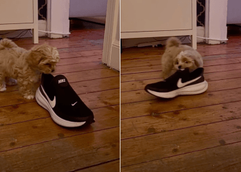 Video: Owner Catches Puppy Adorably Stealing Shoe