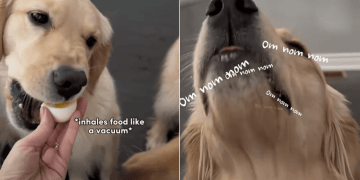 Video: Dog Siblings Have Very Different Eating Styles