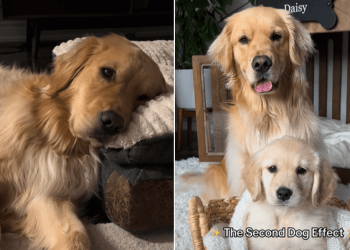 Video: Owner Shows How Real ‘Second Dog Effect’ Is