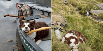 Video Shows All the Beautiful Places Dog Has Taken a Nap