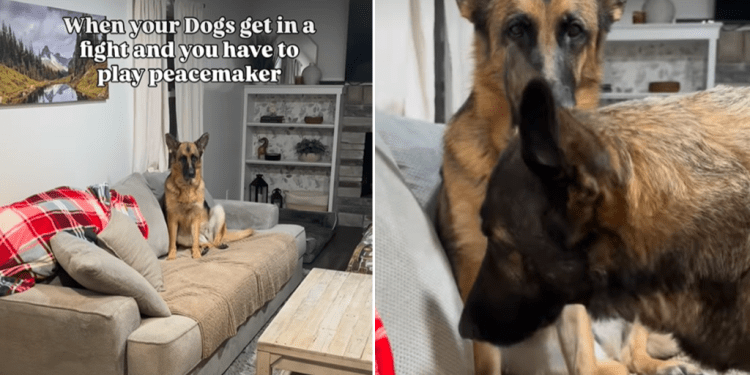 Video: Dogs Get Very ‘Awkward’ With Each Other After Alleged Fight
