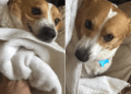 Video Shows What It’s Like to Dry Off This Dog After Playing in Snow
