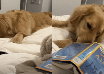 Video: Owner Shows How Reading Time With Golden Retriever Is