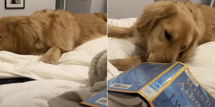 Video: Owner Shows How Reading Time With Golden Retriever Is