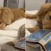 Video: Owner Shows How Reading Time With Golden Retriever Is