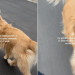 Video: Dog Totally Changes After Seeing Someone During Walk