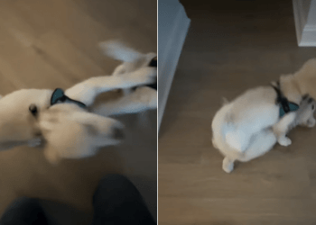 Video Shows What It’s Like to Live With 2 Golden Retriever Puppies