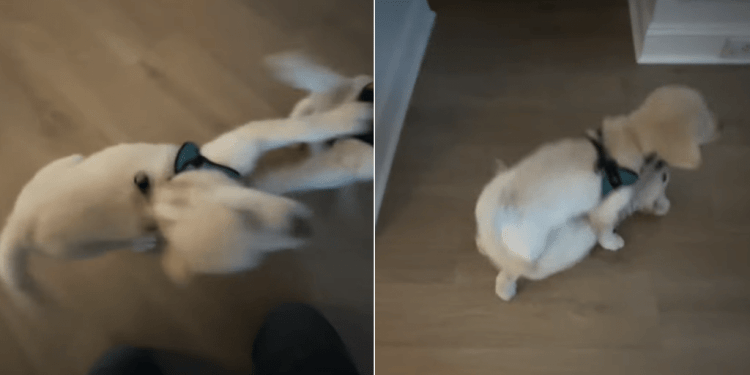 Video Shows What It’s Like to Live With 2 Golden Retriever Puppies