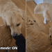 Golden Retriever Loves to Nibble on Furry Sibling in Adorable Video