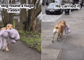 Video Shows a Labrador Carrying a Huge Rabbit Toy Around London