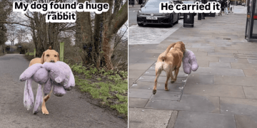 Video Shows a Labrador Carrying a Huge Rabbit Toy Around London