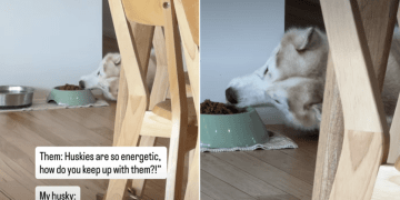 Video Shows Husky Eating While Lying Down Like a Total Pro