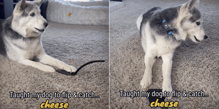 Video: Dog Shows Expertise in Cheese Catching