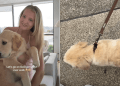 Video: Owner Documents Puppy’s First Ever Walk Outside